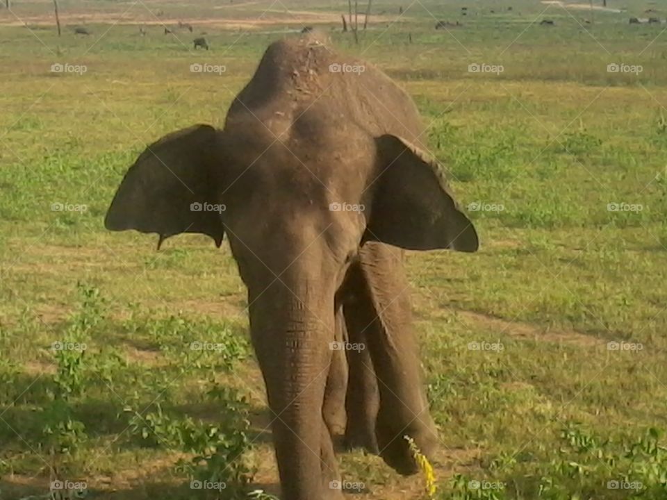 This is a picture of wild elephant in Sri Lanka. If you like it plz give it 5 stars ratings.