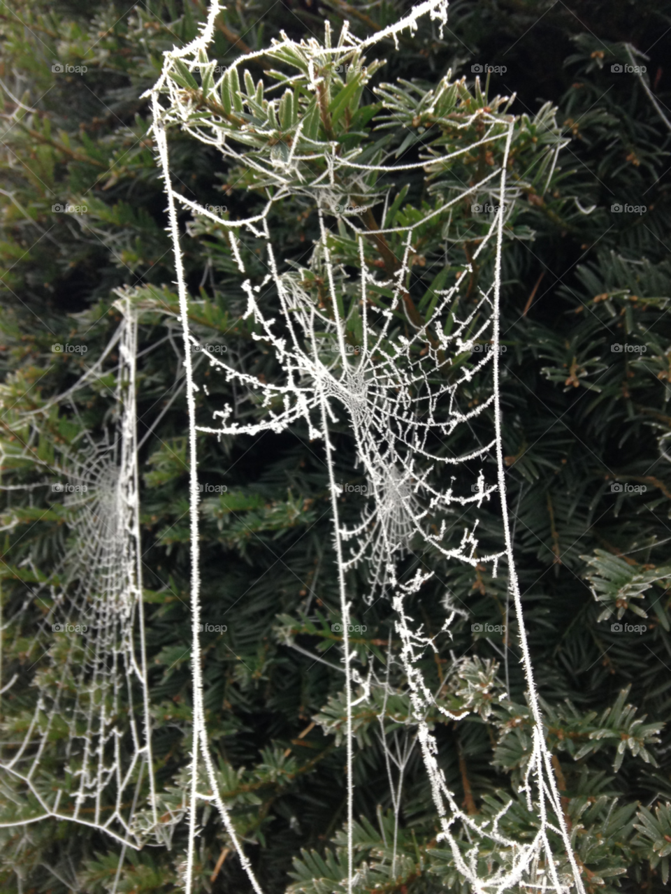 web frost by Kasia94