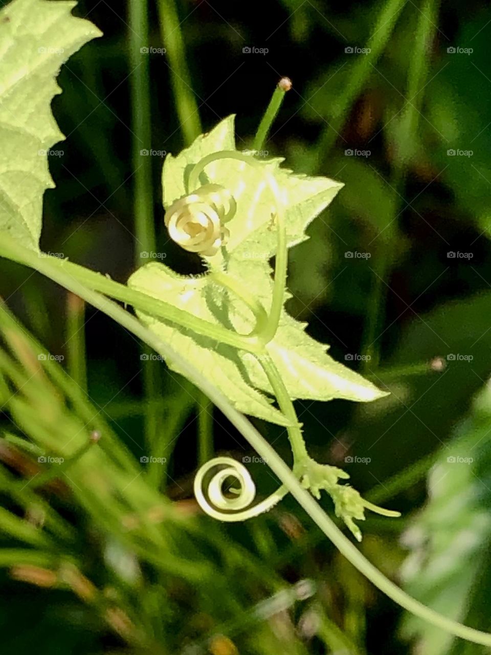 One more of the vine I think is beautiful and curling up in the sun ☀️