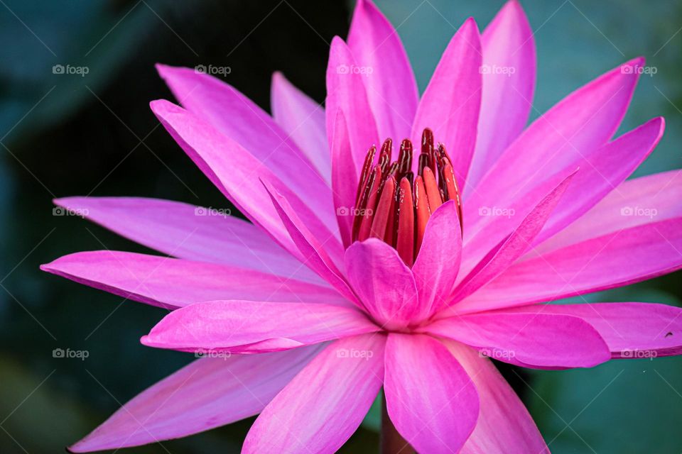 Pink blooming lotus flower in close up view. Petals pattern and lining are visible