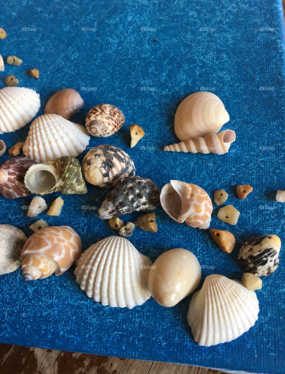 Seashells 