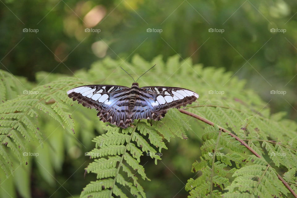 Stunningly beautiful butterfly at Kuang Si Waterfalls Butterfly farm at Luang Prabang Lao