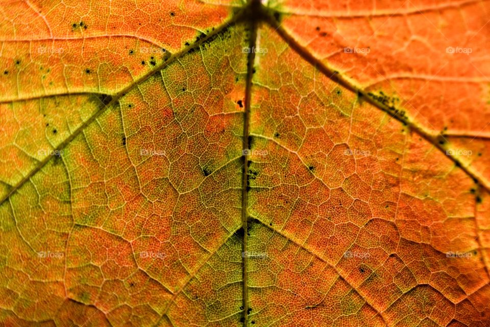 Full frames shot of autumn leaf