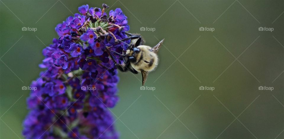 Bee on the purple flower