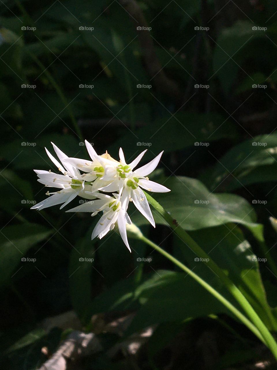 Sunlight on wild garlic