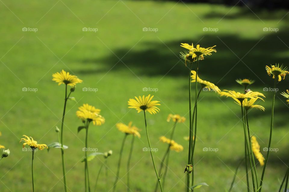 Yellow flowers against green grass 