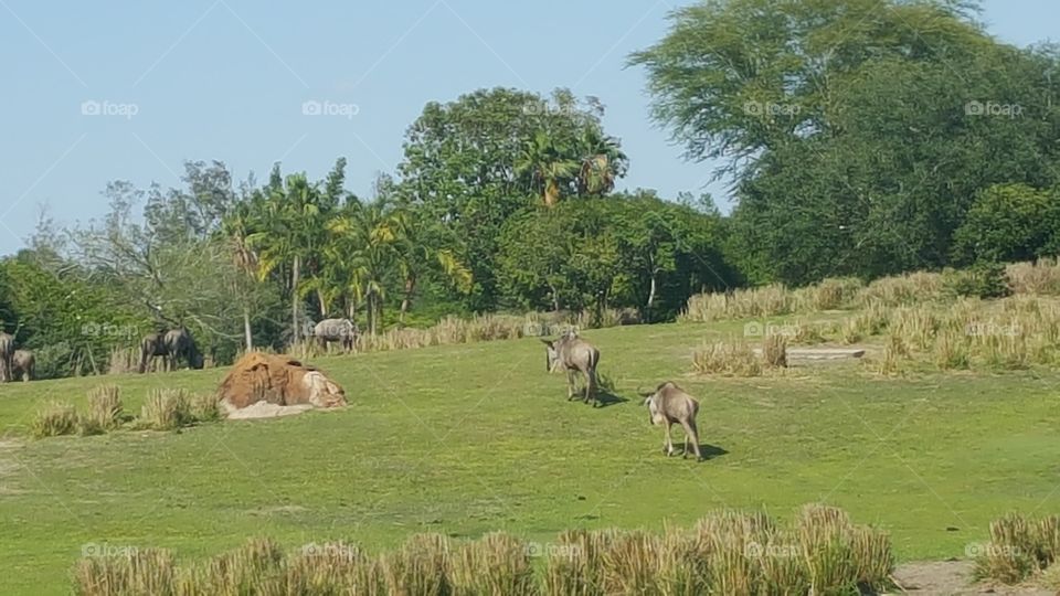 The creatures roam the grassland in peace at Animal Kingdom at the Walt Disney World Resort in Orlando, Florida.