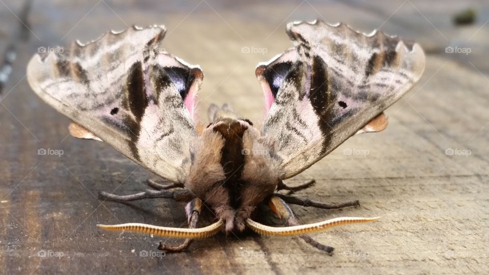 moth