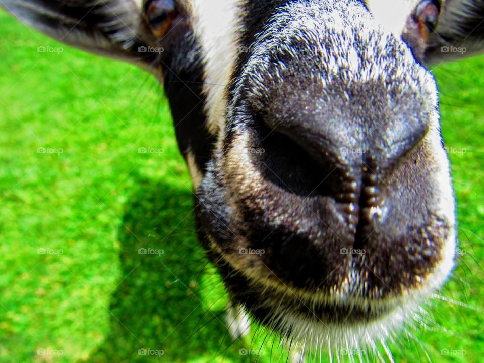 close-up portrait of a curious goat
