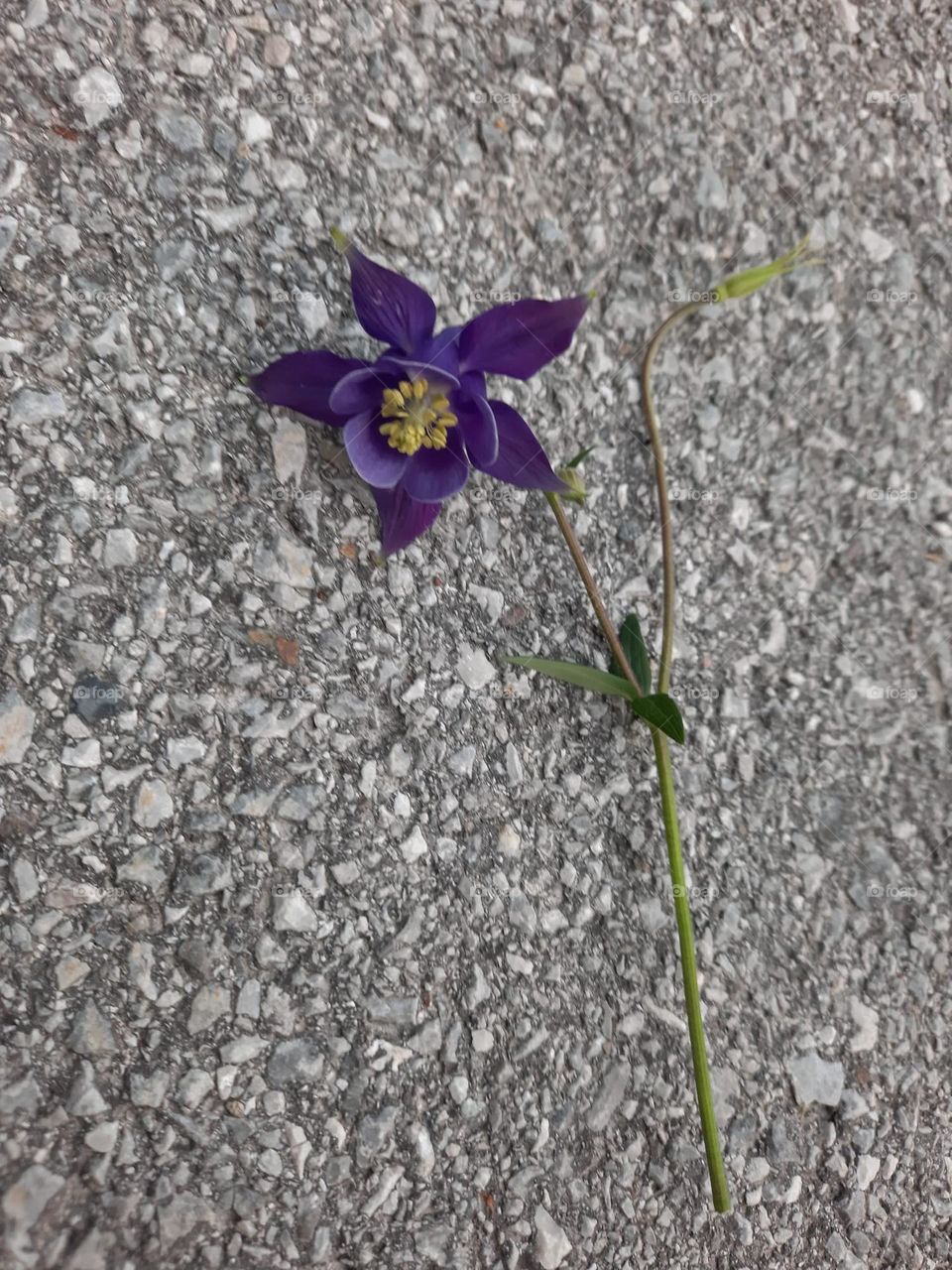 Ein Stern Blume 