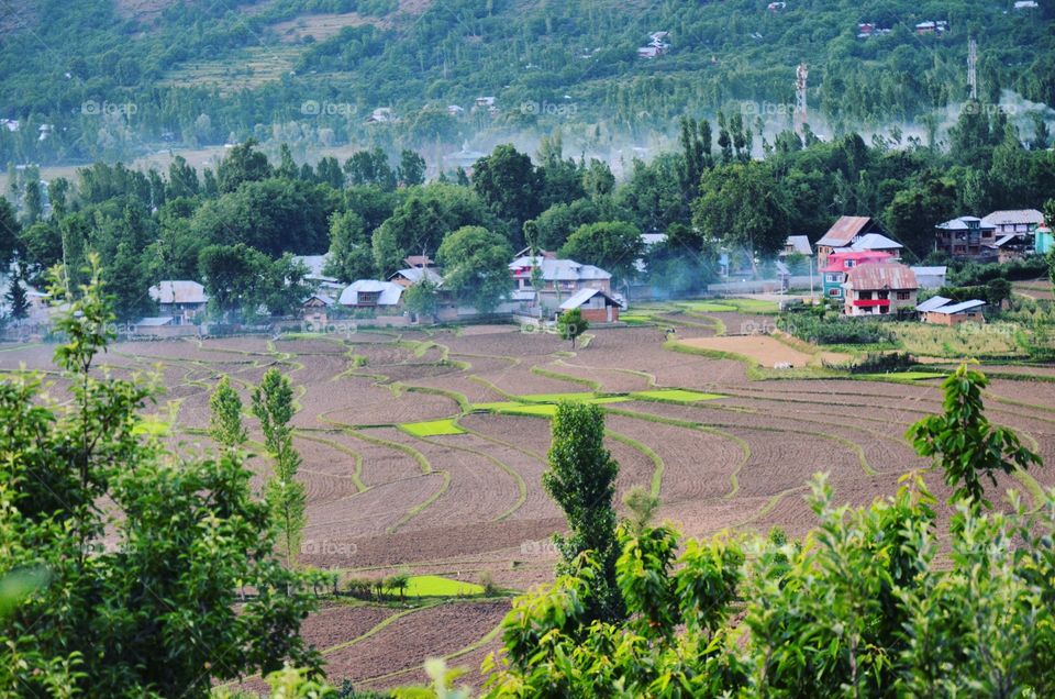 paddy fields