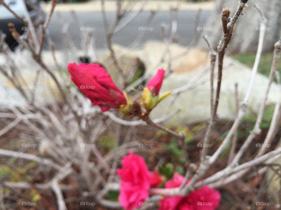Azalea bush spring bloom