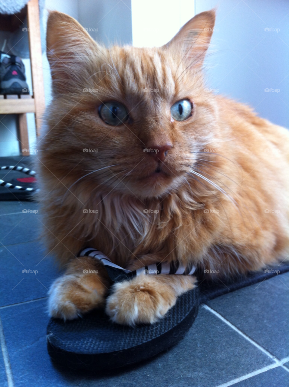 cat katt by MagnusPm