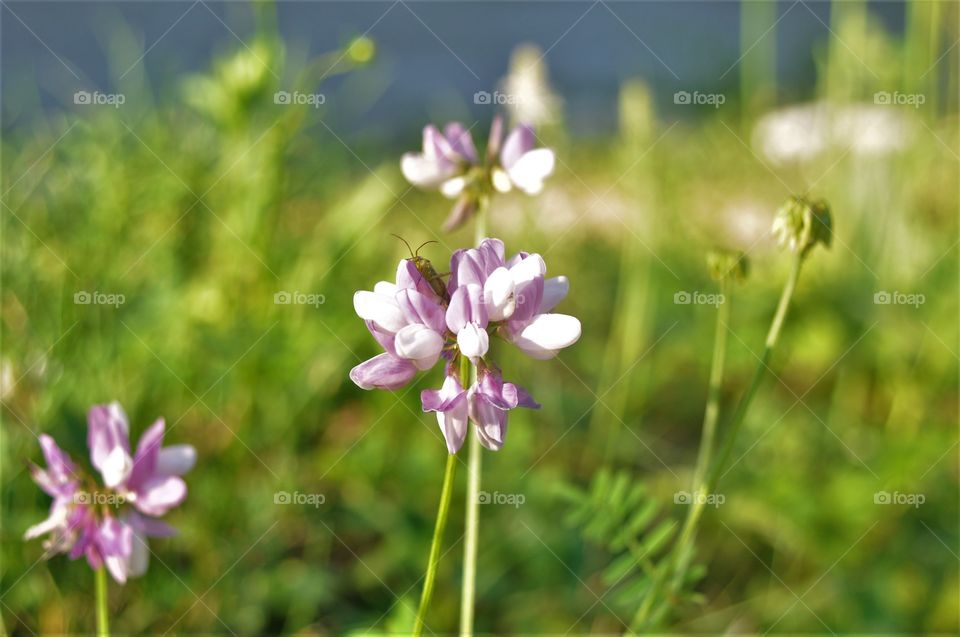 Grass flower