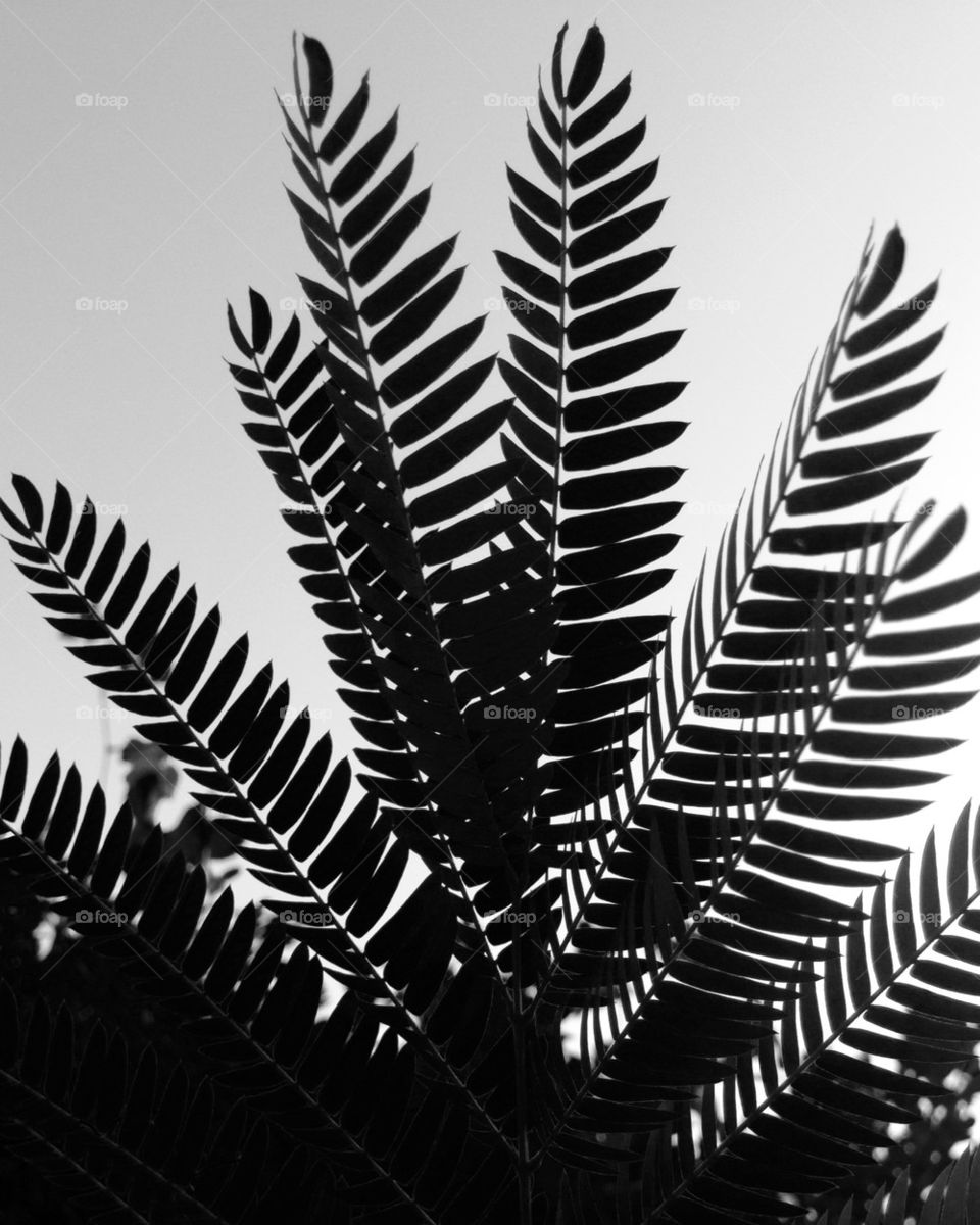 Mimosa Leaves