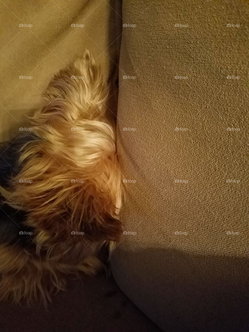 yorkie politely covering his cough