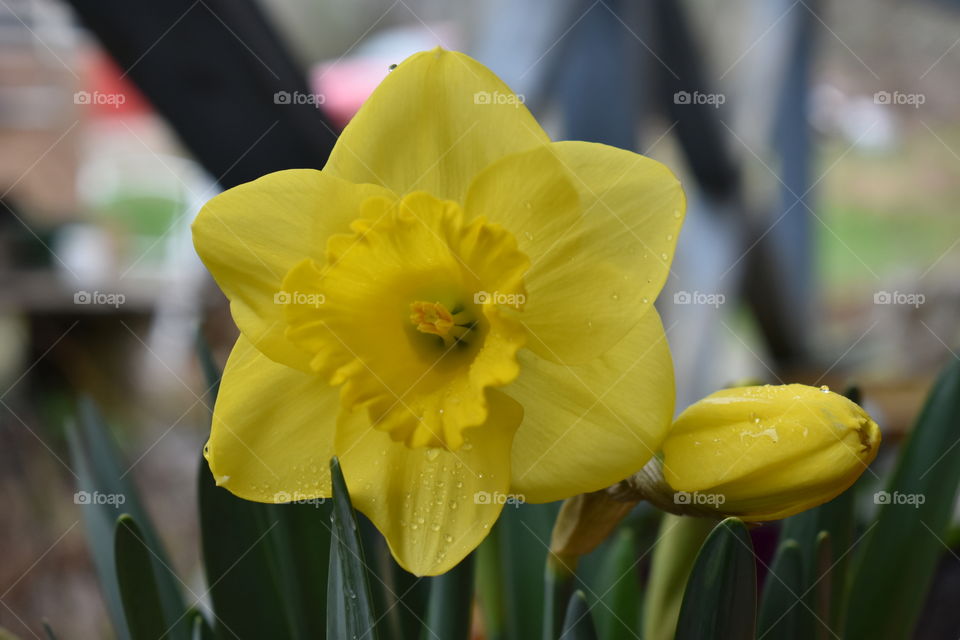 DAFFODIL