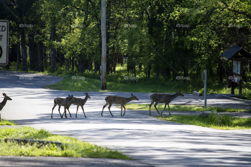 herd of deer. deer pouring out of woods