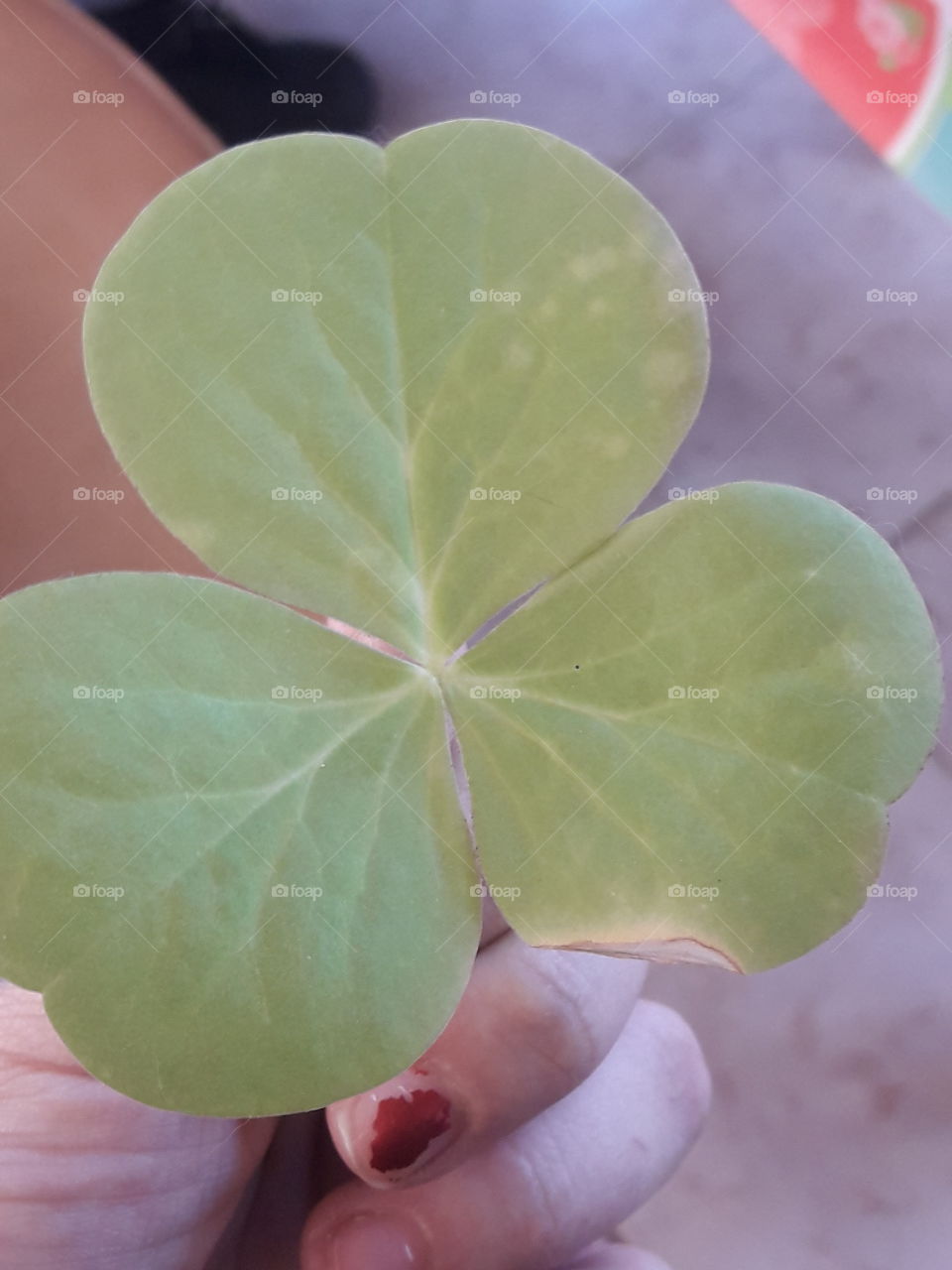 i hold one beautiful green leaf different and beautiful