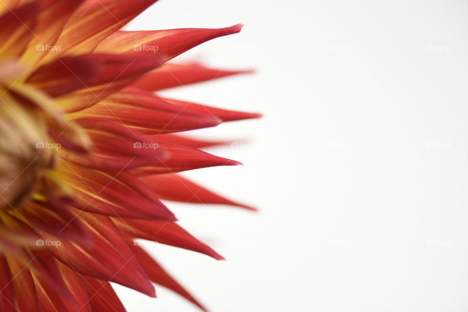 Red pointy petals