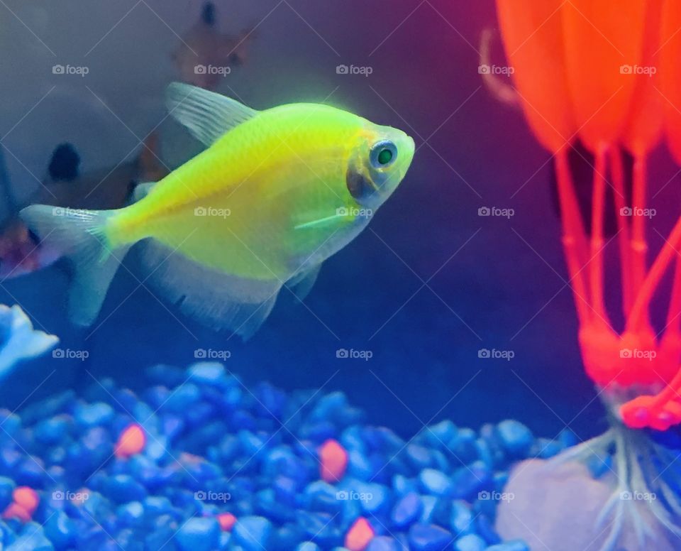 Yellow neon tetra 