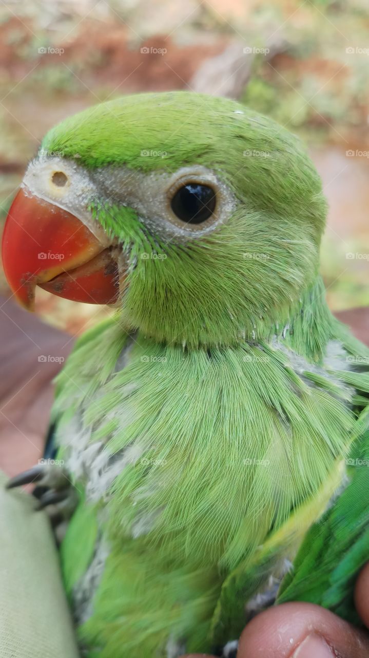 This parrot is very very beautyful and nice click
