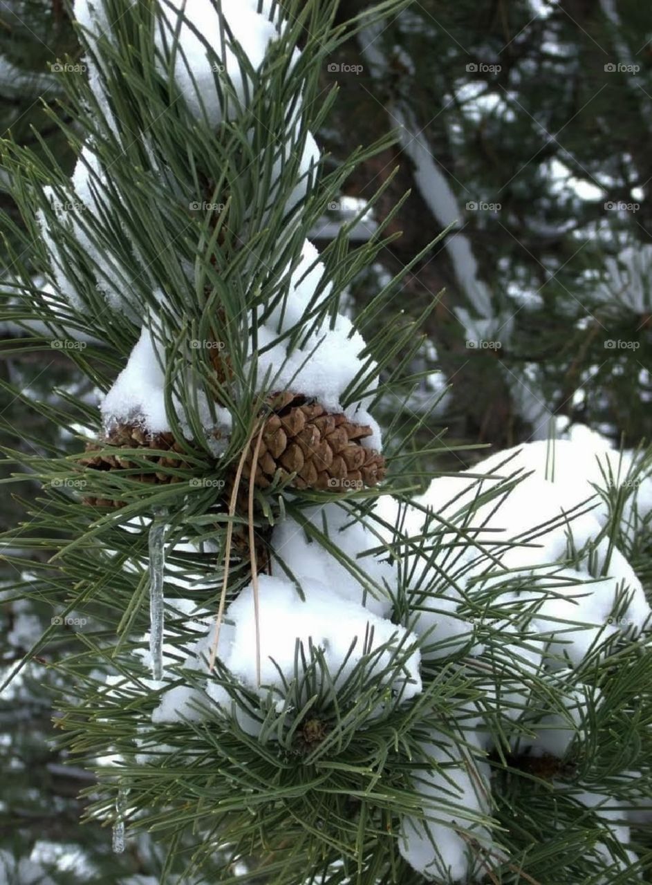 Snow on a pine tree bough