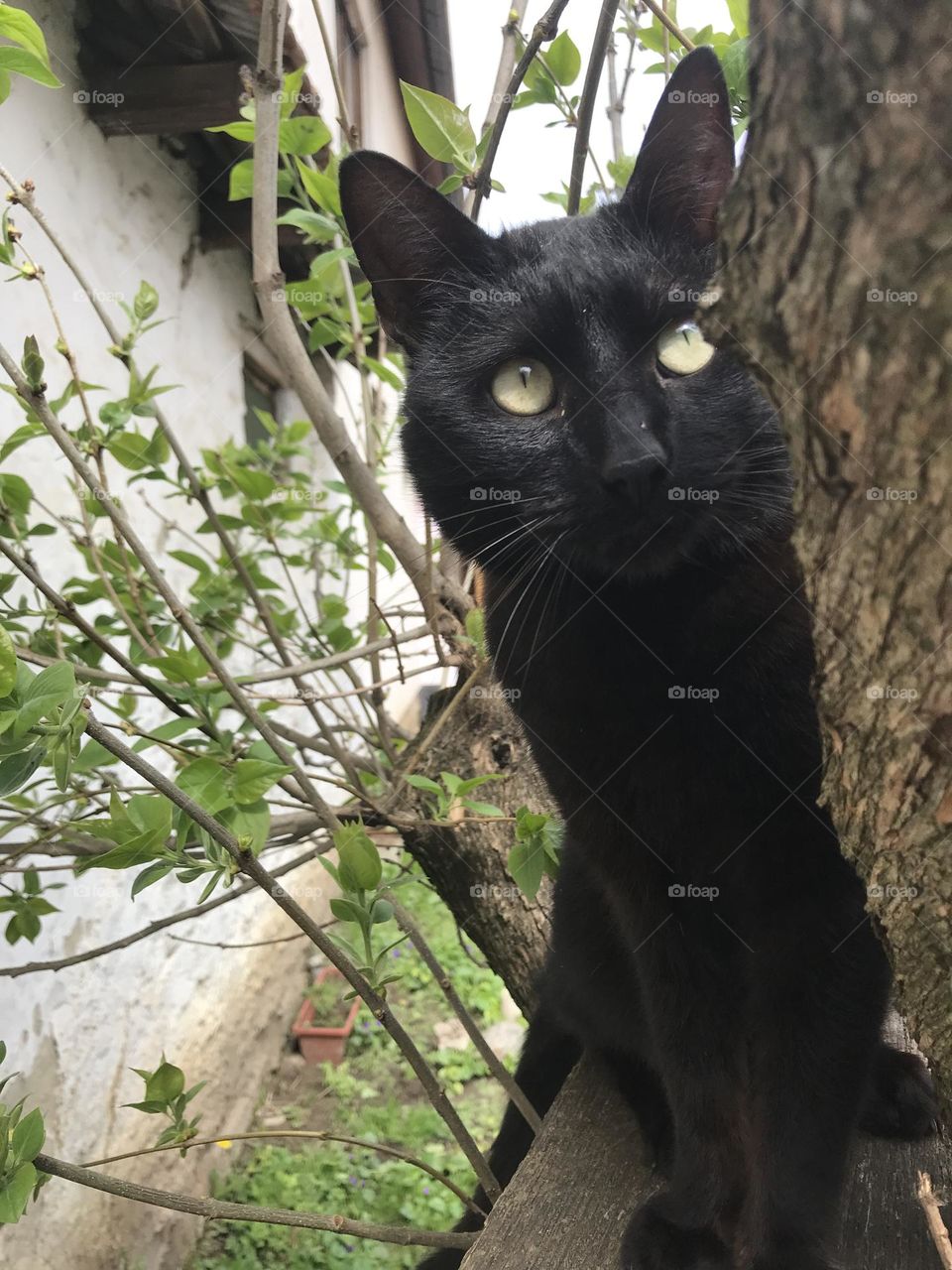 A black cat playing on the tree