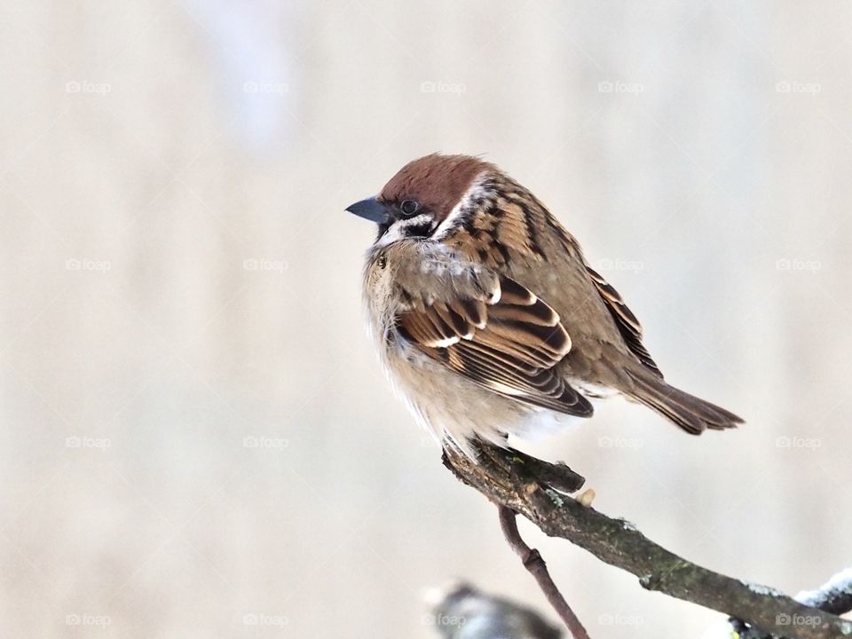 Sparrow