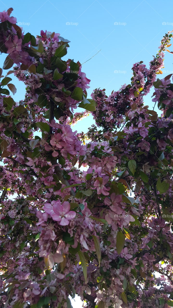 sun shining through tree limb