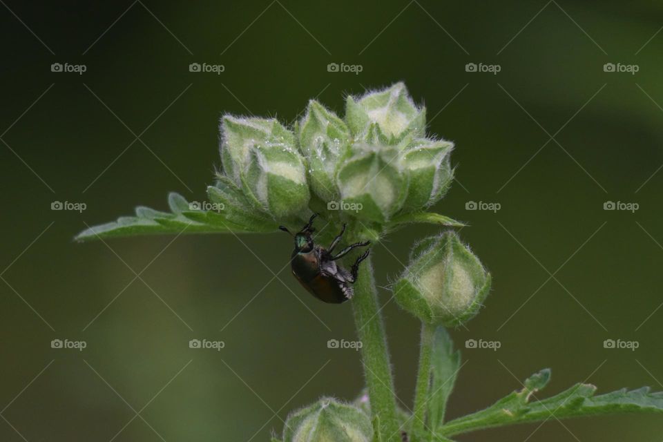 Plants have always been one of my most favorite photography subjects. They are just beautiful all through out. 