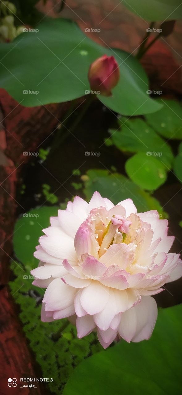 Who doesn't adore a thousand petaled lotus? That too a one that's spreading it's divine fragrance to the world on a sunny day?