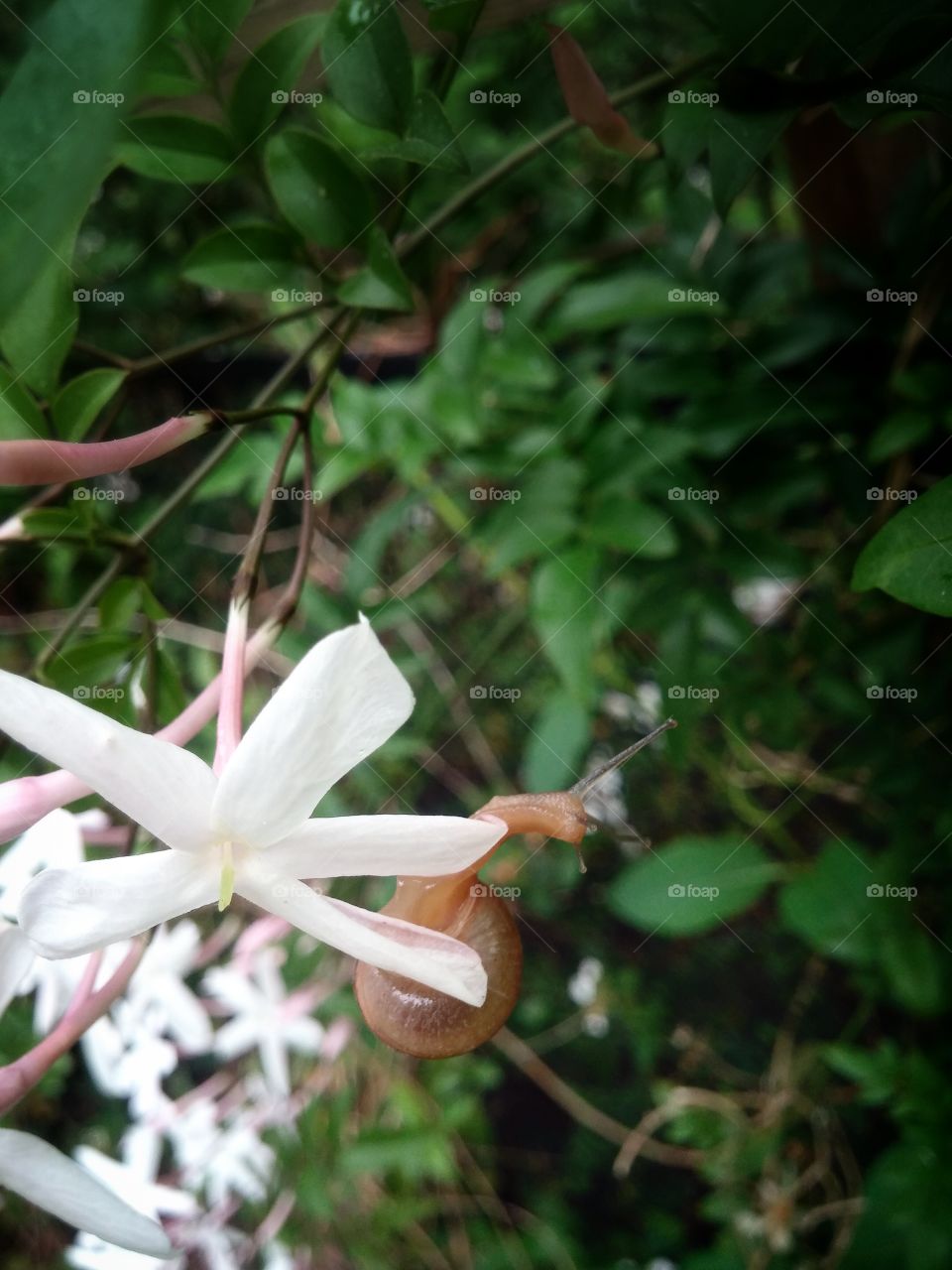Snail on White Jasmine. found this little snail playing in my butterfly garden after a hard rain