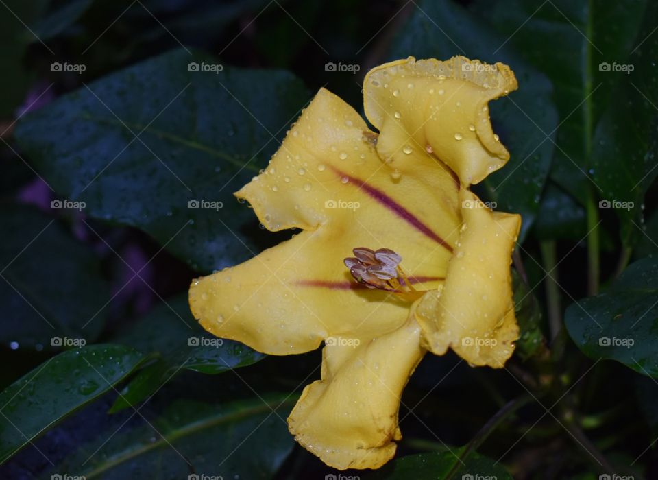 flower with rain drops