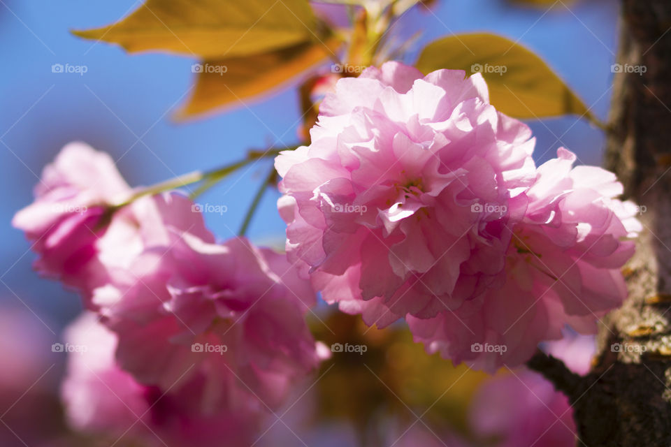 Beautiful and delicate pastel pink spring flowers