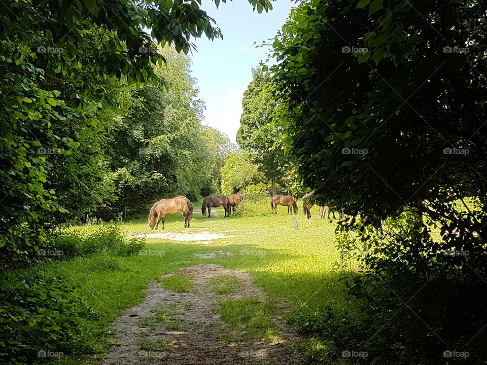 Horses in the woods