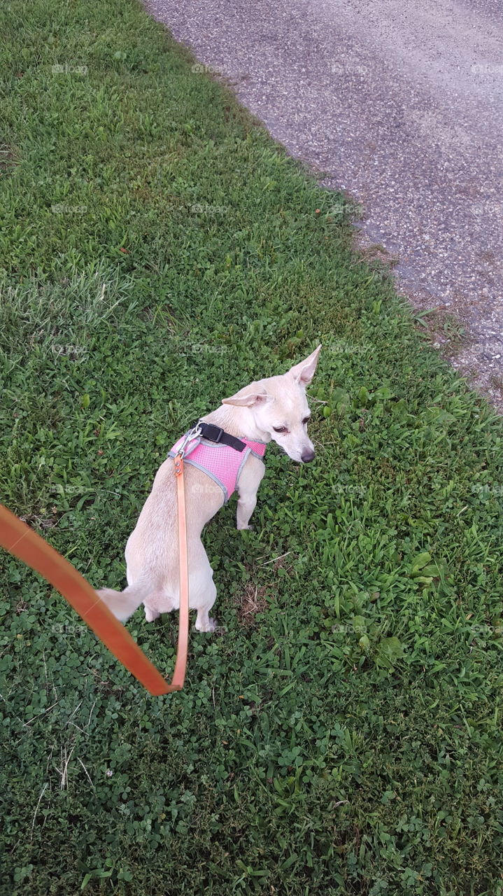 Dog going for a walk