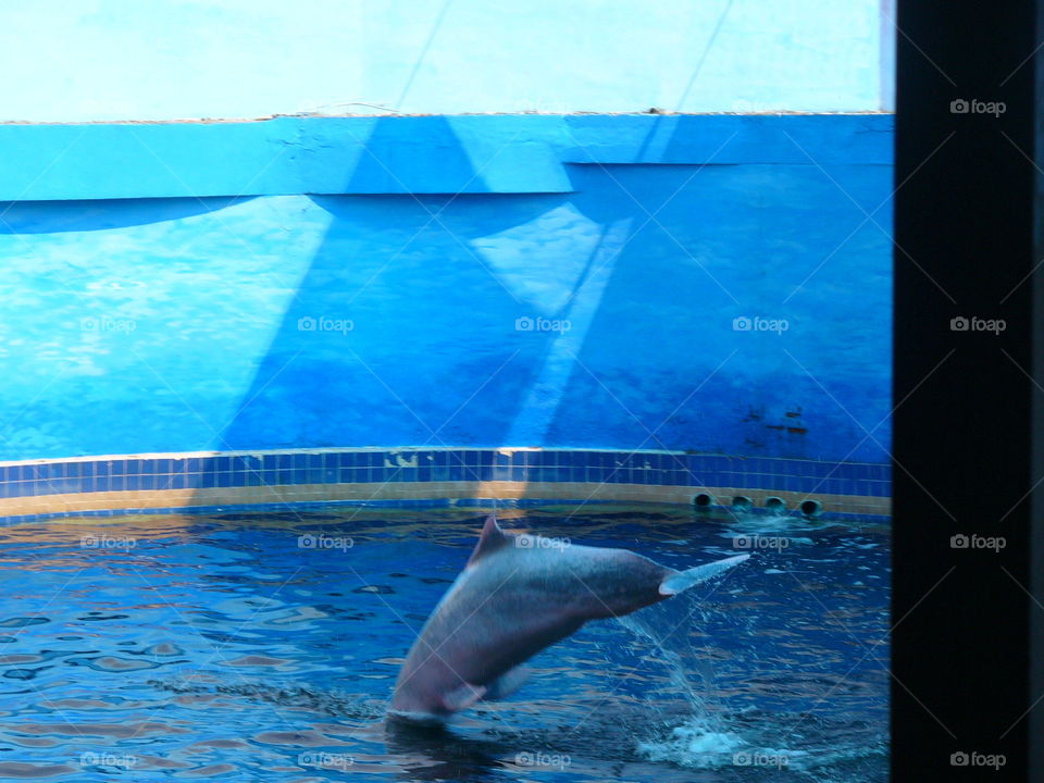 Water, Swimming, Sea, Ocean, Underwater