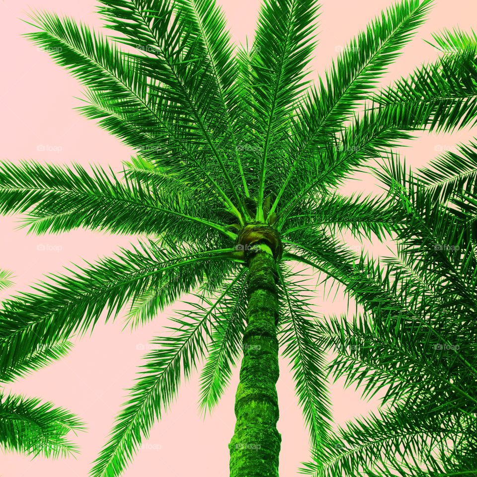 Date tree is very long and beautiful.