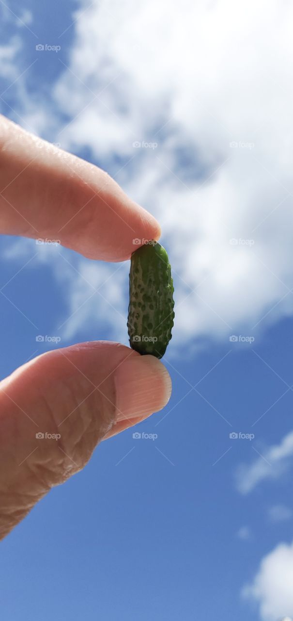 Fingers holding very tiny cucumber against the sky, looking up.