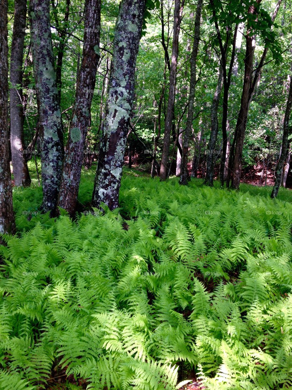 Ferns and more ferns. Hike at Stone Mtn campground 