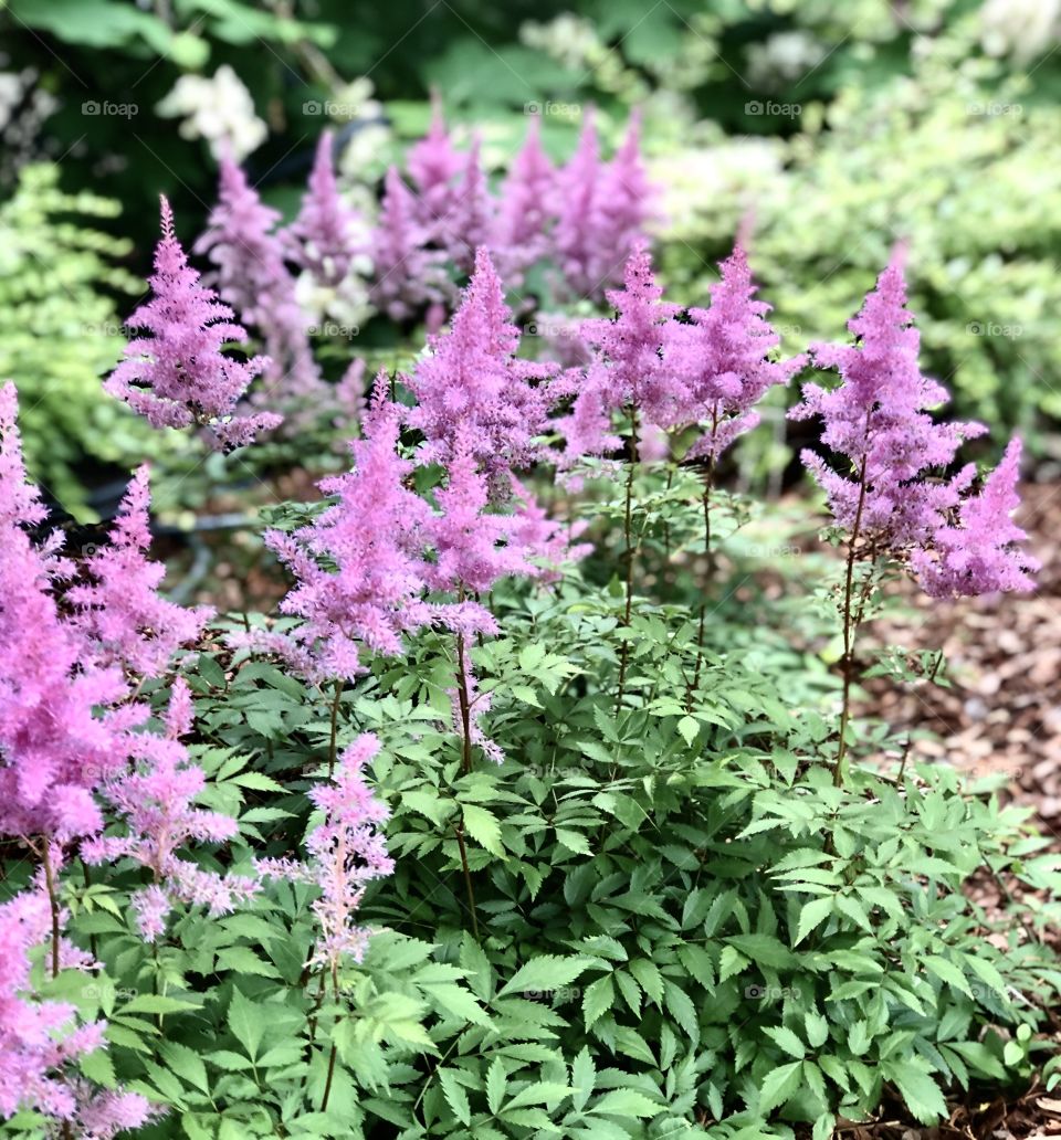 Purple Flowers