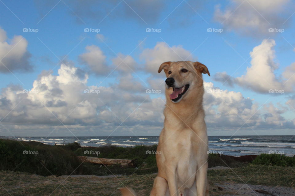 Handsome dog 