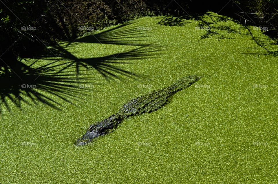 Alligator 