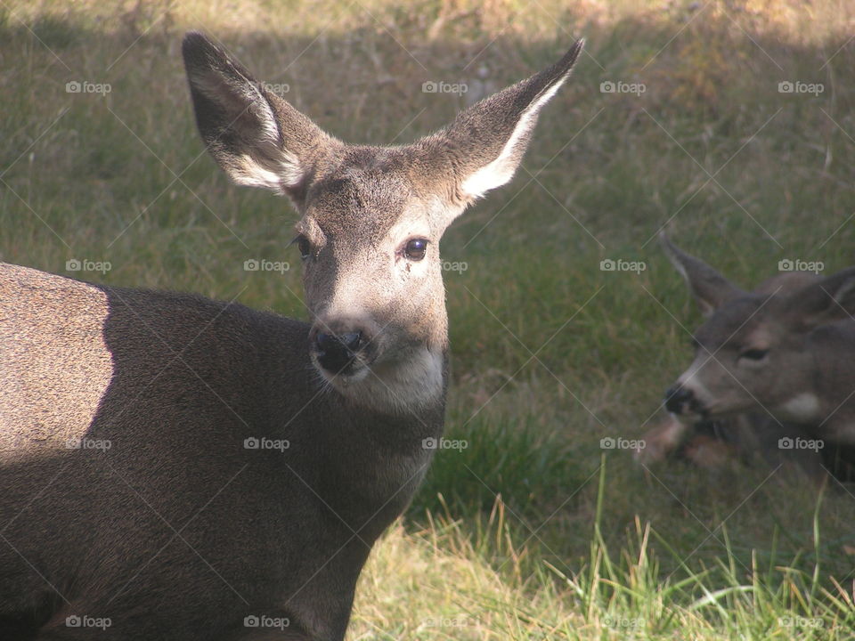 Deer with sunshine on her face