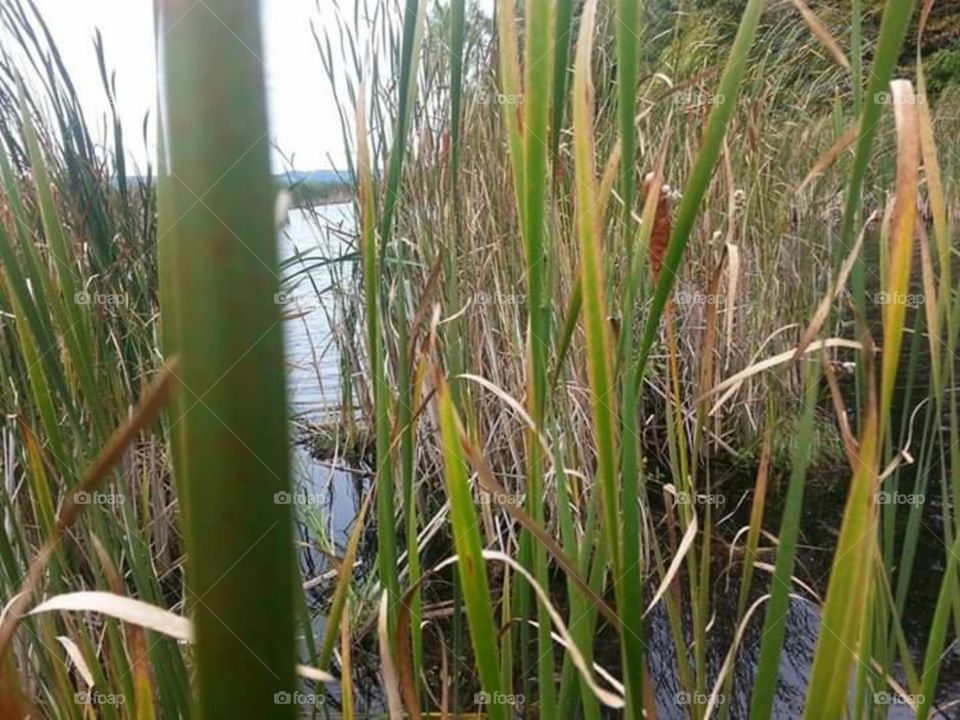 This is a picture I took when I was out duck hunting with my brother. I thought it looked neat taking the picture through the cat tails while I was crouched down in the water waiting patiently lol.