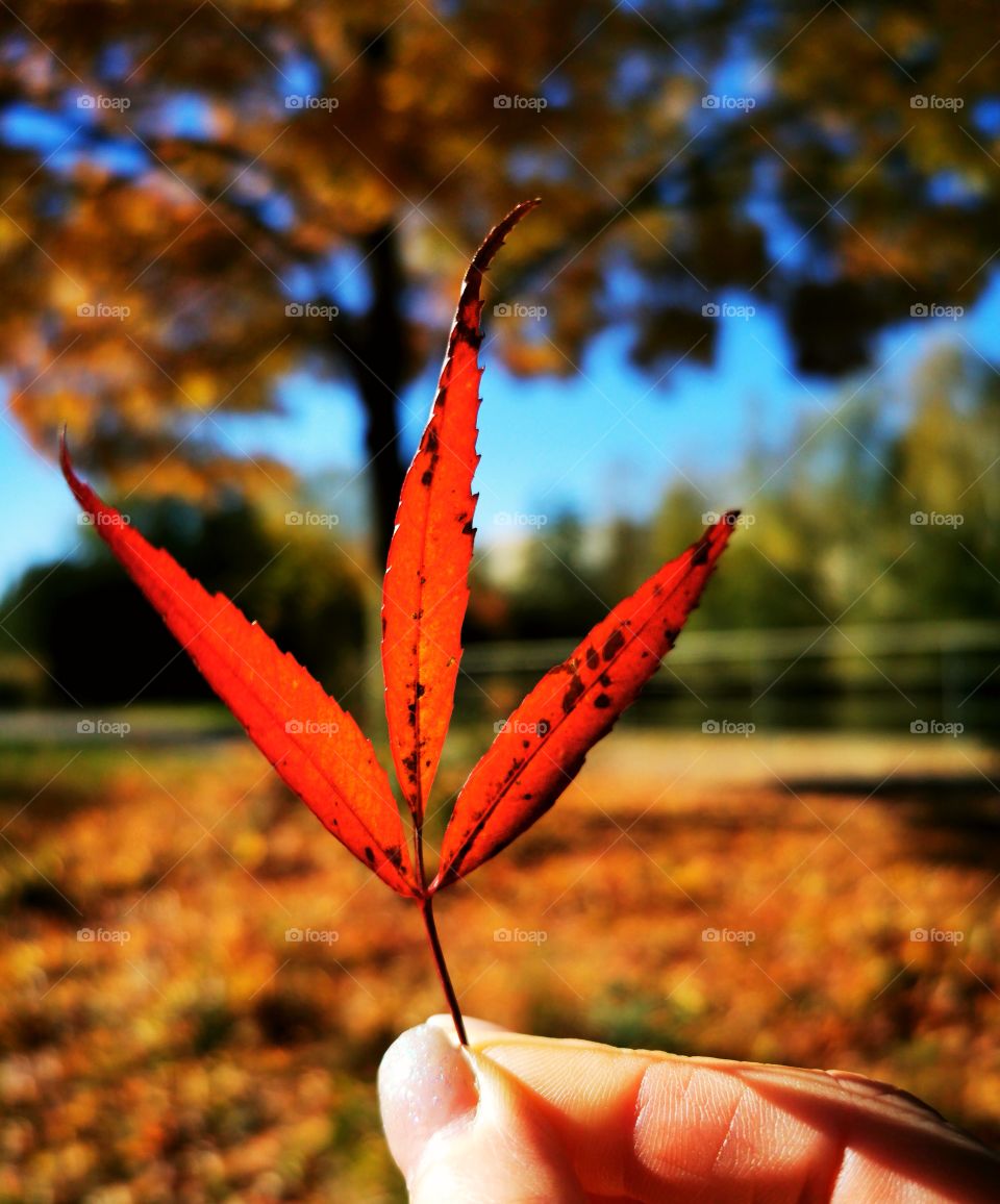 Hand Hilda Red leaf in yellow background, autumn Park