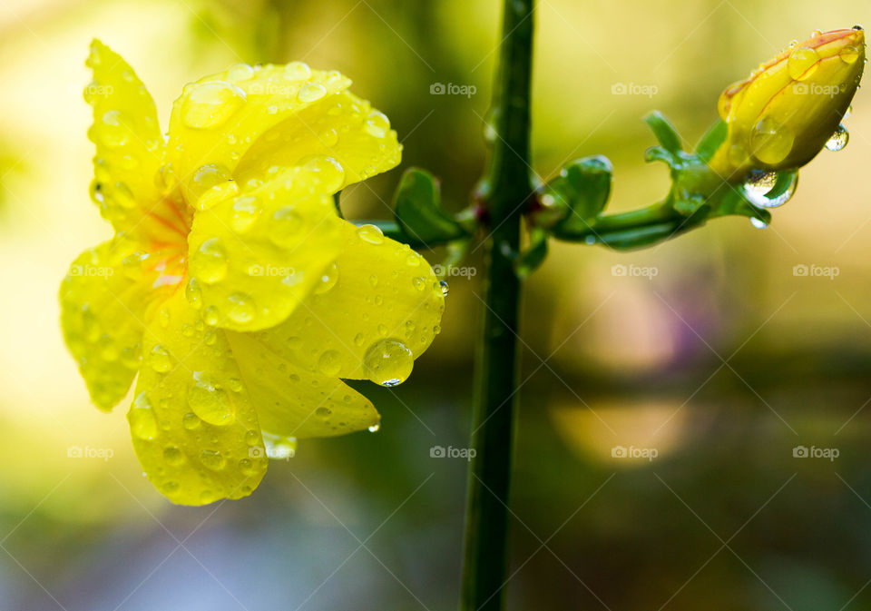 Yellow stemmed flowers 