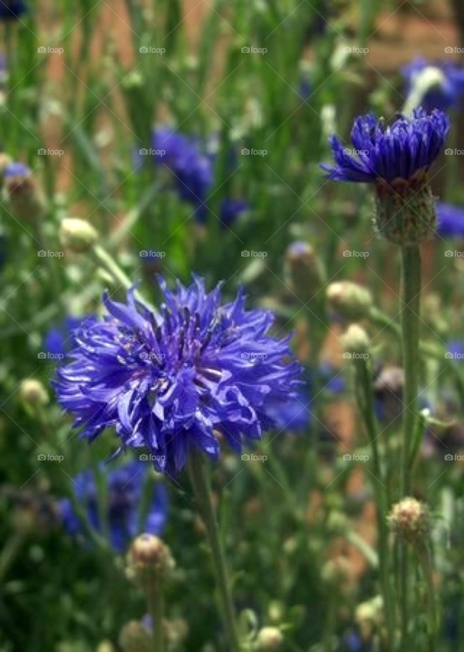 garden plants flower blue by Amy