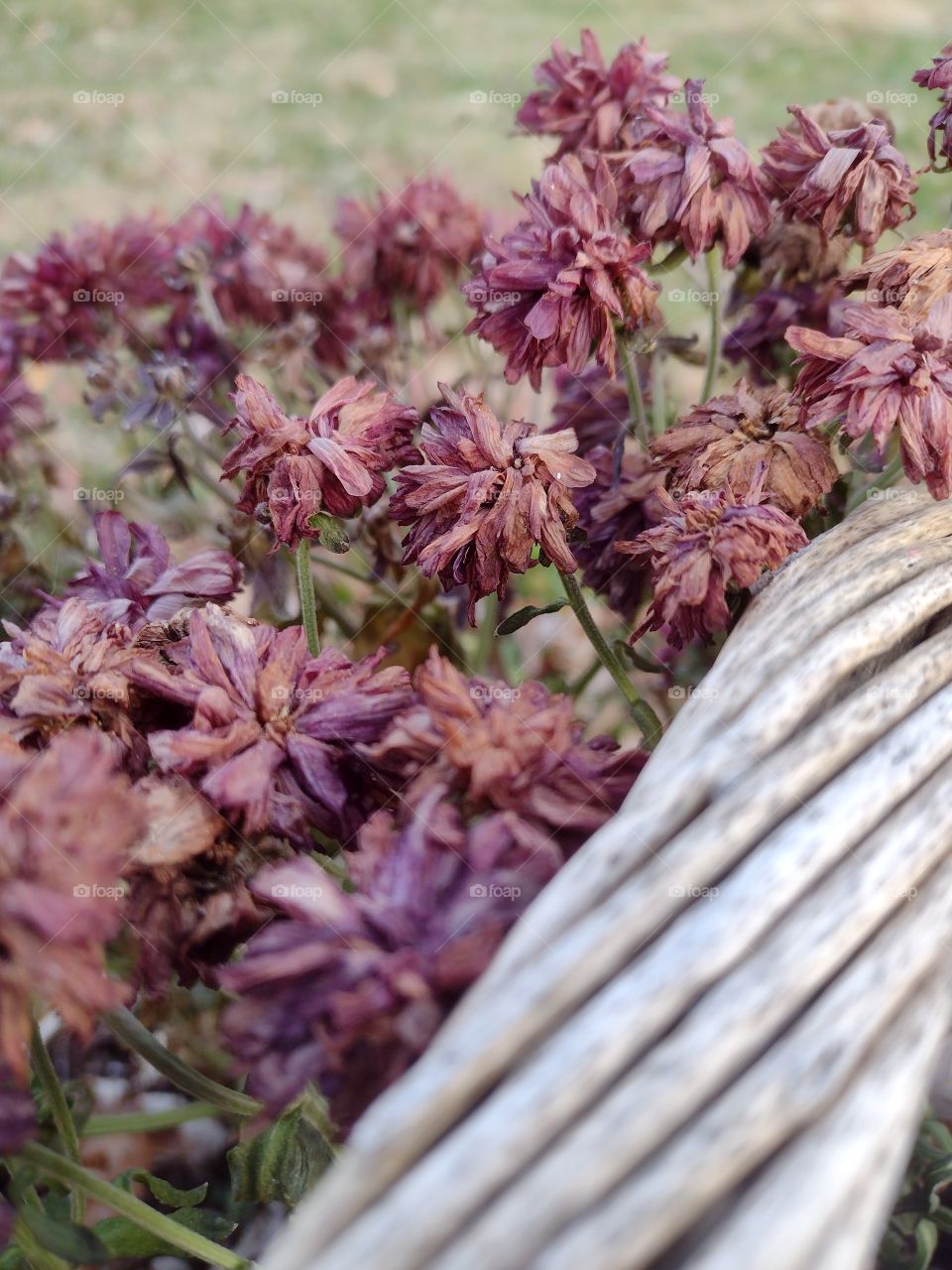 Unfiltered, beautiful, lovely close-up of flowers in a basket on a beautiful day